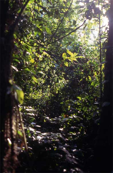 Amazon forest 2