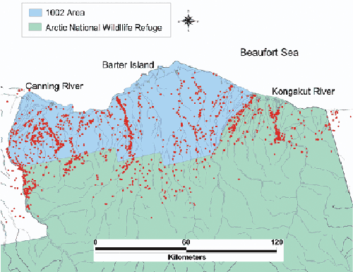 Muskoxen Distribution