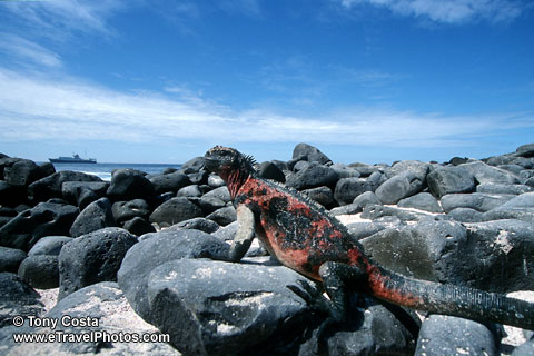 Marine Iguana