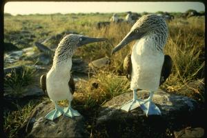blue-footed boobies