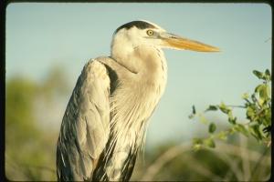 blue heron