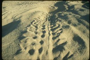 Sea turtle tracks