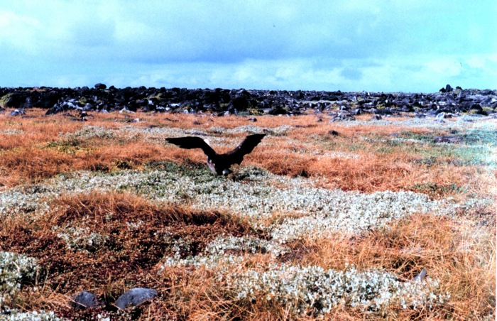 Espanola albatross