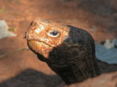Giant Tortoise courtesy of Bob Kusik
