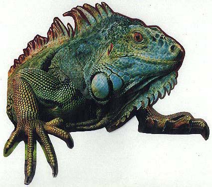 real iguana