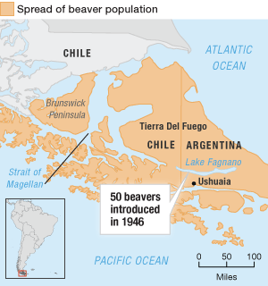 Map of the spread of the beaver population in Argentina