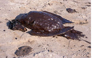 oil-soaked dead bird