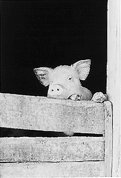 a pig peeking out of it's cage in a farmyard.