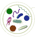 microorganisms