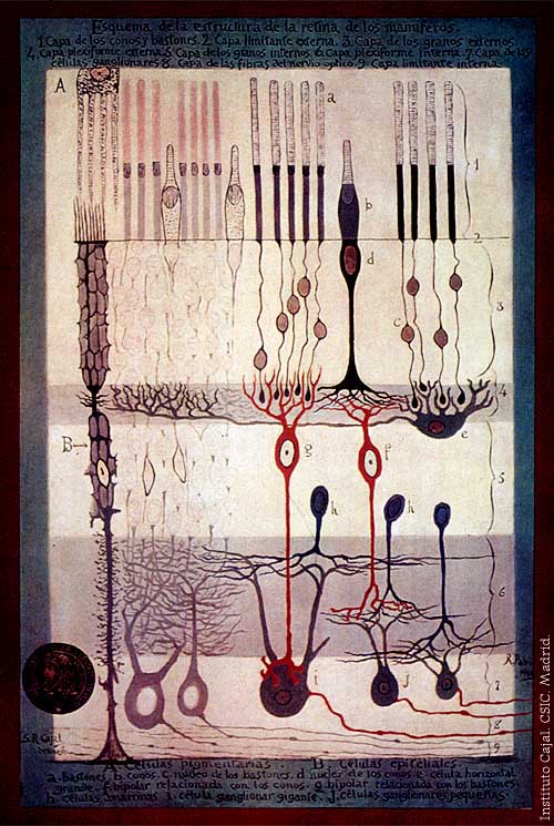 A drawing of the Retina by Ramon y Cajal.
