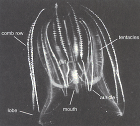 Photo of Lobate Ctenophore