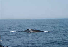 whale photo