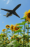 plane and flowers