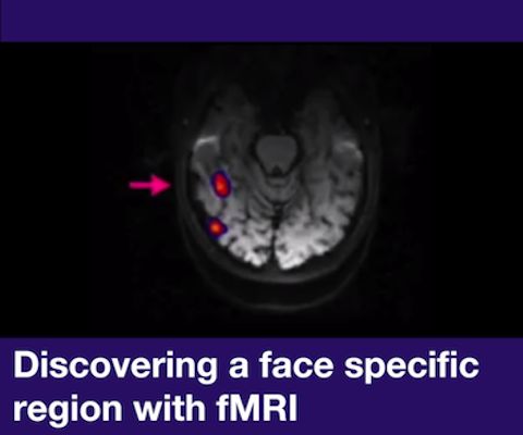 Discovering a face specific region with fMRI