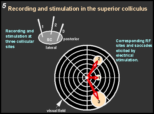 recording and stimulation in the superior colliculus