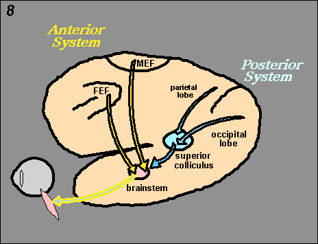 anterior and posterior systems