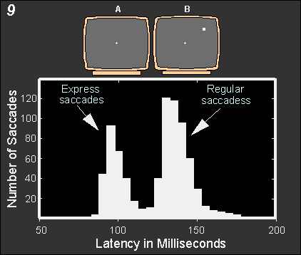 Bimodal distribution of saccadic latencies.