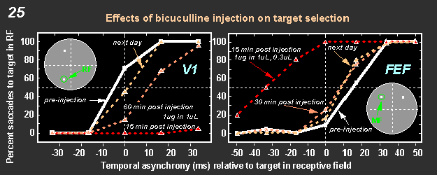 effects of bicuculline injection on target selection