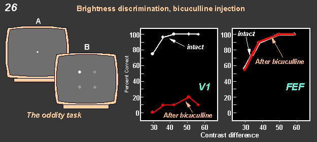 brightness discrimination, bicuculline injection