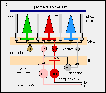 Rod, cone, horizontal, bipolar, amacrine and ganglion cell connectivity diagram