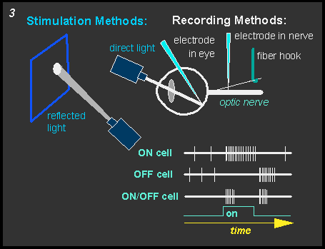 diagram of stimulation and recording methods