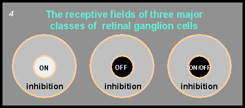 The receptive fields of three major classes of retinal ganglion cells