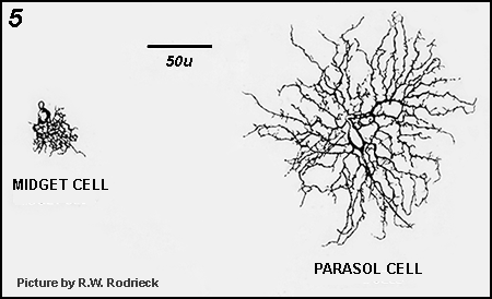 Cell bodies and dendritic arbors of midget and parasol cells