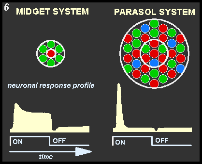 receptive fields and neuronal responses of midget and parasol  cells