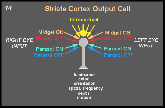 striate cortex output cell