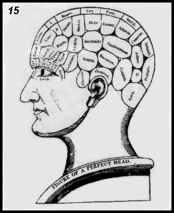 phrenology - "figure of a perfect head"