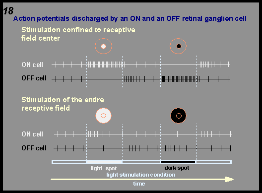 action potentials discharged by an ON and an OFF retinal ganglion cell