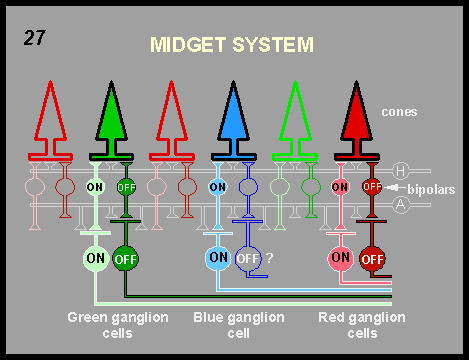 midget system