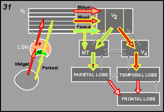 connections of the midget and parasol systems to the striate and extrastriate cortices