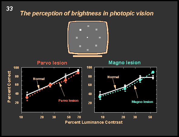 the perception of brightness in photopic vision