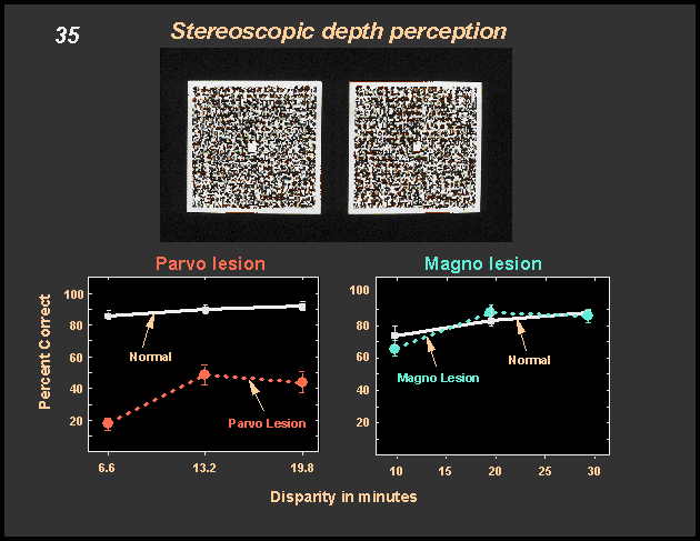 stereoscopic depth perception