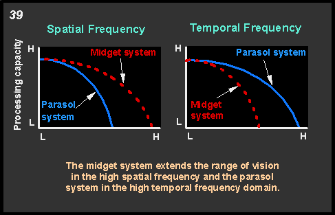 spatial and temporal frequency processing by the midget and parasol systems