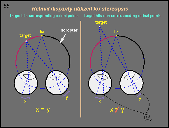 retinal disparity utilized for stereopsis
