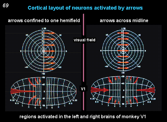 cortical layout of neurons activated by arrows