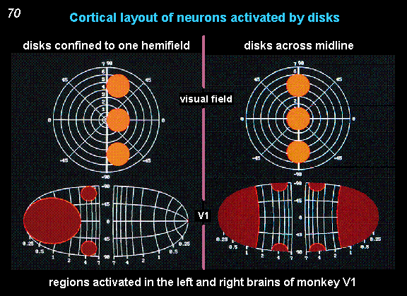 cortical layout of neurons activated by disks