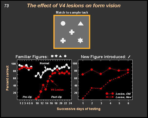 the effect of V4 lesions on form vision