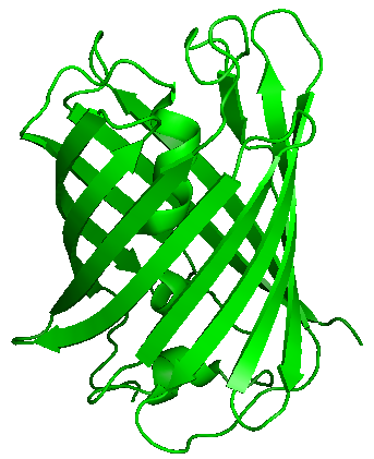 Green fluorescent protein.