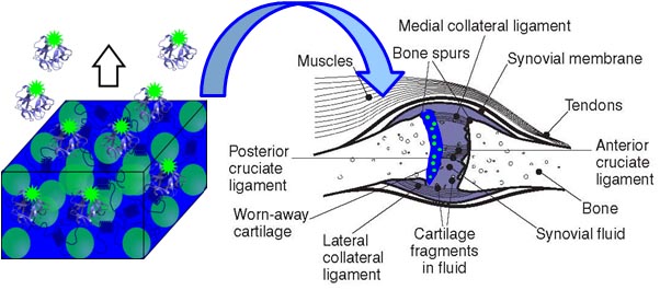 Nanostrucutred hydrogels may produce improved materials for cartilage tissue engineering.