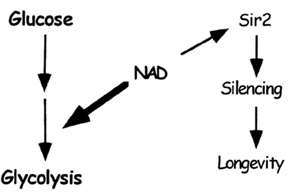 Model of link between SIR2 and metabolism.