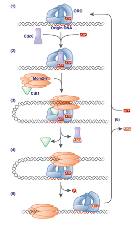 scientific image