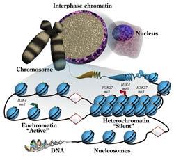 interphase chromatin
