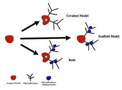 Figure 1: Models for Poly(ADP-ribose) Function. Poly(ADP-ribose) as a traditional modification of protein function (Covalent Model), a scaffold for the recruitment of specific proteins to specific locations (Scaffold Model), or both.