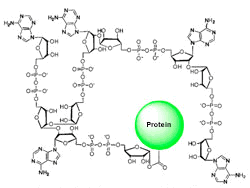 Figure 2. Chemical structure of poly(ADP-ribose).