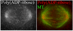 Figure 3. Poly(ADP-ribose) localization to the spindle.