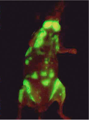 scientific image