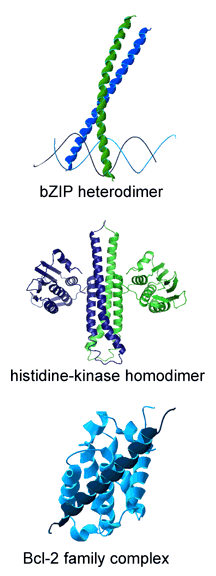 bZIP hetrodimer, histidine-kinase homodimer, and Bcl-2 family complex